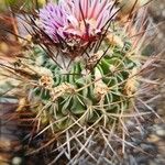 Stenocactus multicostatus Flower