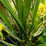 Cymbidium devonianum List