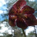 Fritillaria montana Other