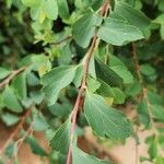 Spiraea trilobata Leaf