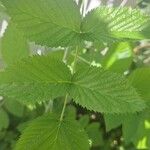 Rubus niveus Blatt