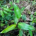 Maranta arundinacea Leaf