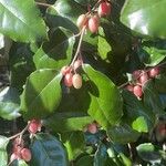 Elaeagnus macrophylla Fruit