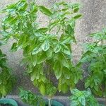 Ocimum americanum Лист