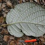 Cryptocarya macrocarpa Leaf
