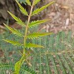 Acacia terminalis Лист