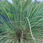 Muhlenbergia capillaris 葉