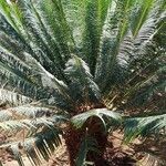 Cycas circinalis Leht