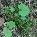 Adenocaulon bicolor Feuille