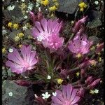 Lewisia rediviva Habitatea