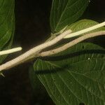 Piper curvipilum Kôra