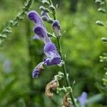 Scutellaria incana Blüte