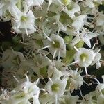 Ehretia macrophylla Flower