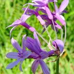 Tulbaghia violacea Lorea