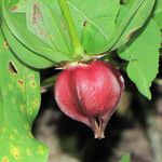 Trillium cernuum Fruit