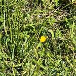 Ranunculus multifidus Flor