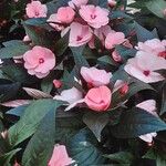 Impatiens hawkeri Συνήθη χαρακτηριστικά