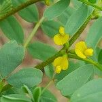 Hippocrepis biflora Flower