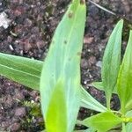 Valeriana lecoqii Blad