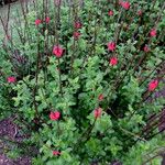 Stachytarpheta mutabilis आदत