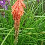 Kniphofia × praecox फूल