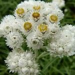 Anaphalis margaritacea Flower