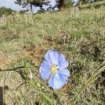 Linum perenneKvet