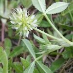 Trifolium retusum Other