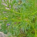 Adonis dentata Leaf