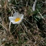 Ranunculus pyrenaeus Fleur