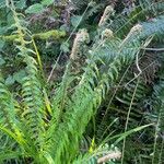 Polystichum munitum Foglia