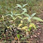 Helianthus tuberosusFolha