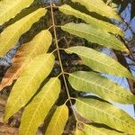 Toona ciliata Leaf