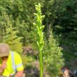 Platanthera aquilonis Flower