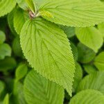 Viburnum plicatum Ліст