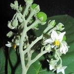 Solanum hazenii Virág