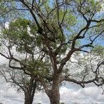 Sclerocarya birrea Συνήθη χαρακτηριστικά