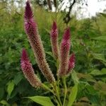 Celosia argenteaFleur