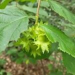 Corylus americana 葉