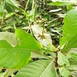 Psychotria vogeliana Blatt