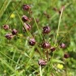 Comarum palustre Fruit