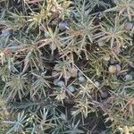 Juniperus communis Vaisius