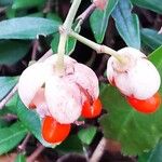 Euonymus fortunei 花