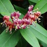 Lonicera acuminata Flower