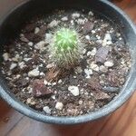 Echinocereus viridiflorus Φύλλο