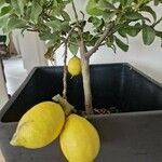 Citrus limon Bloem