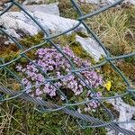 Petrocallis pyrenaica Flower