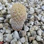 Coryphantha erecta Bark