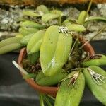 Acianthera pubescens Φύλλο