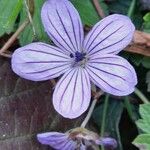 Geranium asphodeloides 葉